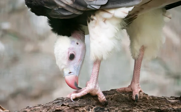 Close-up van een wit-headed Vulture (Trigonoceps occipitalis) — Stockfoto
