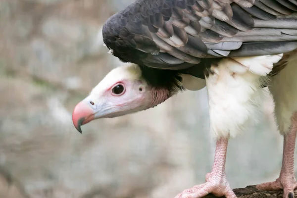 Porträt eines Weißkopfgeiers trigonoceps occipitalis — Stockfoto