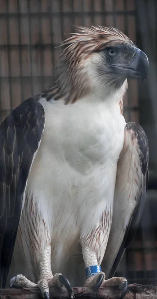 El águila filipina también conocida como el águila come-monos — Foto de Stock