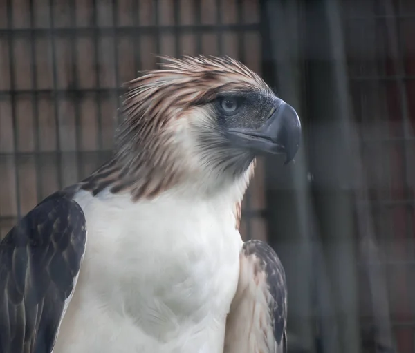 The Philippine Eagle also known as the Monkey-eating Eagle — Stock Photo, Image