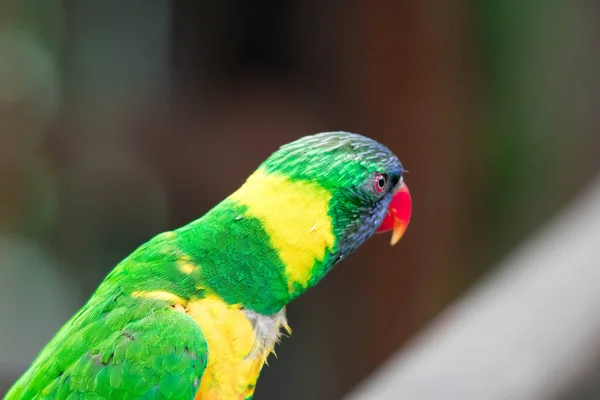 Rainbow Lorikeet, uma espécie de papagaio da Austrália. Trichoglos. — Fotografia de Stock