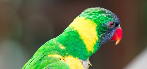 Rainbow Lorikeet, uma espécie de papagaio da Austrália. Trichoglos. — Fotografia de Stock