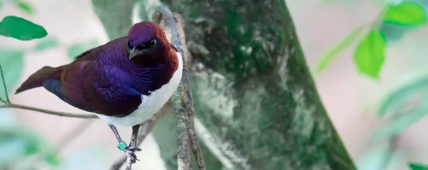 Вайолет-бек Starling Cinnyricinclus leucogaster, також відомий як — стокове фото