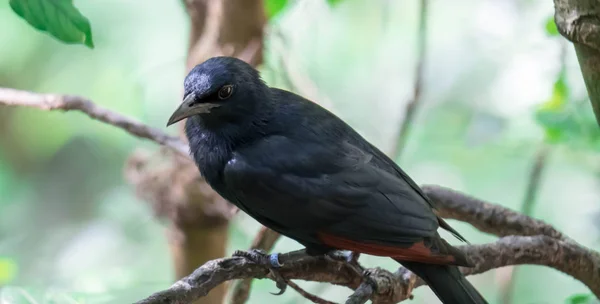 Tristram 의 starling / grackle (onychognathus tristramii). 좀 더 자세히 — 스톡 사진