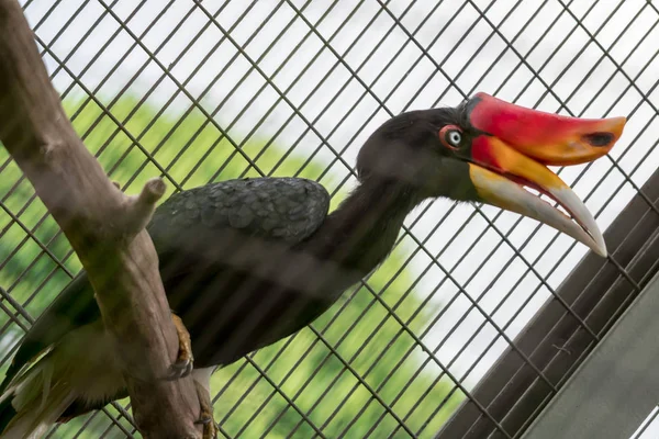 Neushoornvogel (Buceros neushoorn) in een kooi in een dierentuin — Stockfoto