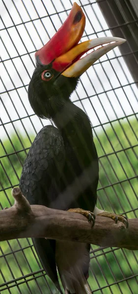 Rhinoceros Hornbill (Buceros rinocerontes) dentro de una jaula en un zoológico — Foto de Stock