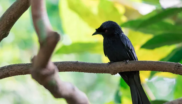 Tristram 's Starling / grackle (Onychognathus tristramii). Uma especificação — Fotografia de Stock