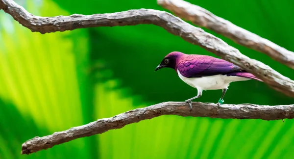 紫罗兰背景的Starling Cinnyricinclus leucogaster，又名 — 图库照片