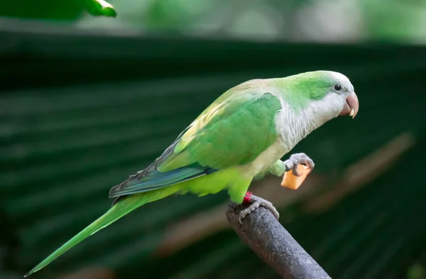 A monk parakeet (Myiopsitta monachus), also known as the Quaker