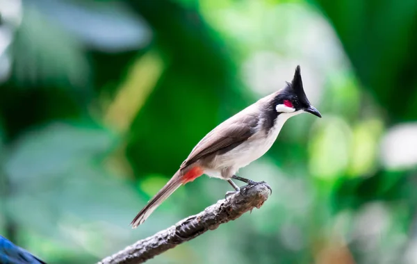 Бульбашка з червоним вусом - перетинчастий птах, що живе в Азії. — стокове фото