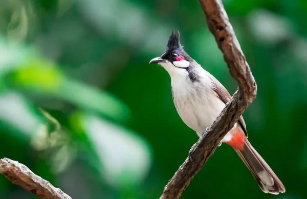 L'uccello bulbul dal baffo rosso è un uccello passeriforme trovato in Asia — Foto Stock
