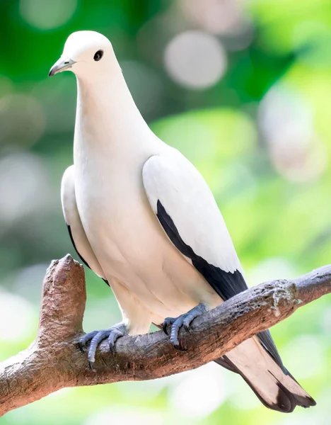 白鸽（Ducula bicolor）栖息在树枝上。 它 — 图库照片
