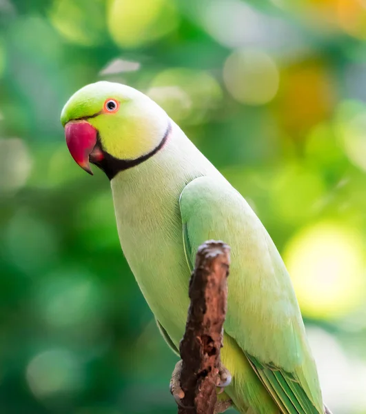 Periquito con anillos de rosa, Psittacula krameri, también conocido como Ring-nec — Foto de Stock