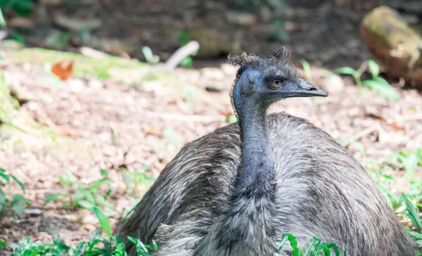 Emu bird dromaius novaehollandiae. Nahaufnahme des Emu-Vogels — Stockfoto