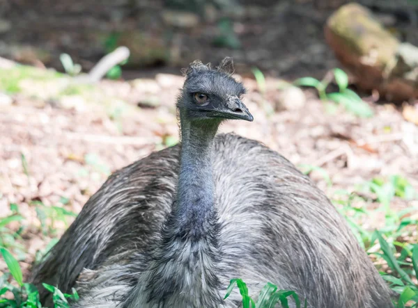 Emu bird Dromaius novaehollandiae. Close up shot of EMU bird