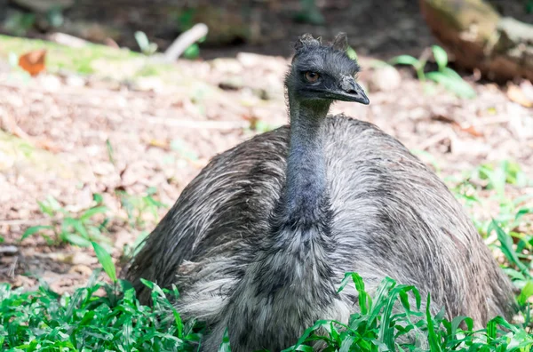 Emu vogel Dromaius novaehollandiae. Close-up opname van Emu vogel — Stockfoto
