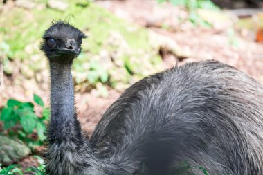 Emu kuşu Dromaius novaehollandiae. Emu kuşunun yakın çekimi. Em.