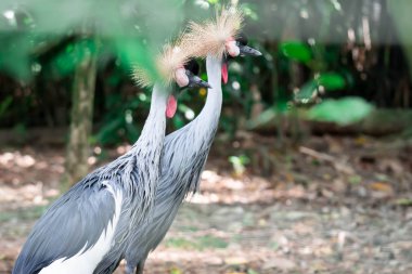 Gri taçlı turna, aynı zamanda Afrika taçlı turna olarak da bilinir.