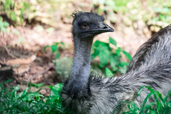 Emu bird Dromaius novaehollandiae. Close up shot of EMU bird. Em
