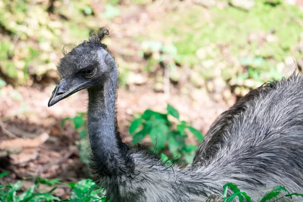 Emu vogel Dromaius novaehollandiae. Een close-up van Emu vogel. Em — Stockfoto