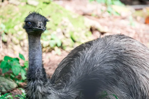 Emu bird Dromaius novaehollandiae. Close up shot of EMU bird. Em