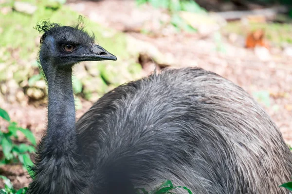 Emu vogel Dromaius novaehollandiae. Een close-up van Emu vogel. Em — Stockfoto