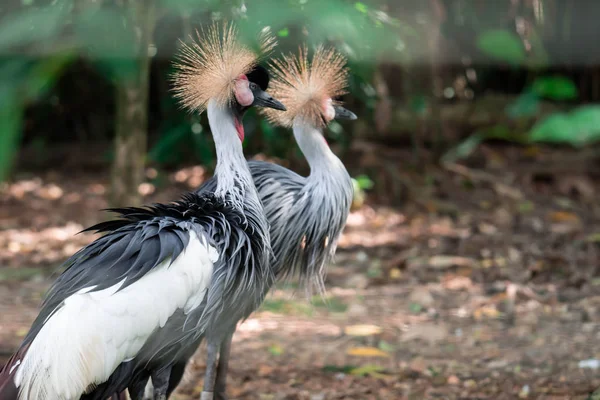 Grey crowned crane, also known as the African crowned crane, gol