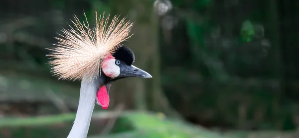 Grijze gekroonde kraan, ook wel bekend als de Afrikaanse gekroonde kraan, gol — Stockfoto