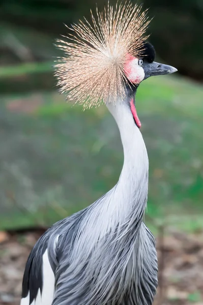 Grey crowned crane, also known as the African crowned crane, gol