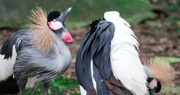 Grey crowned crane, also known as the African crowned crane, gol