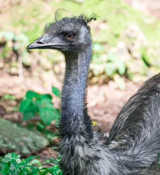 Emu vogel Dromaius novaehollandiae. Een close-up van Emu vogel. Em — Stockfoto