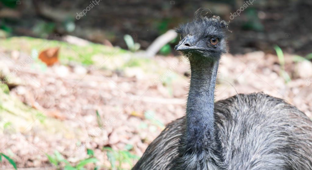 Emu bird Dromaius novaehollandiae. Close up shot of EMU bird. Em