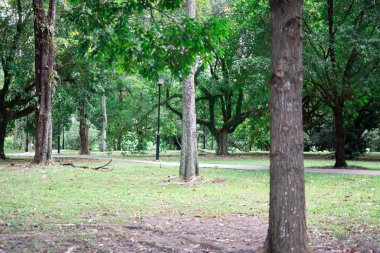 Renkli yeşil arka planda ağaçlar ve otlarla dolu bir park.