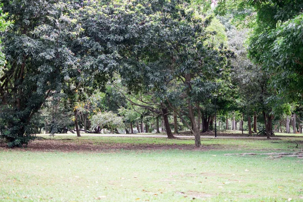 Park se stromy a travinami v barevné zelené přírodě pozadí i — Stock fotografie