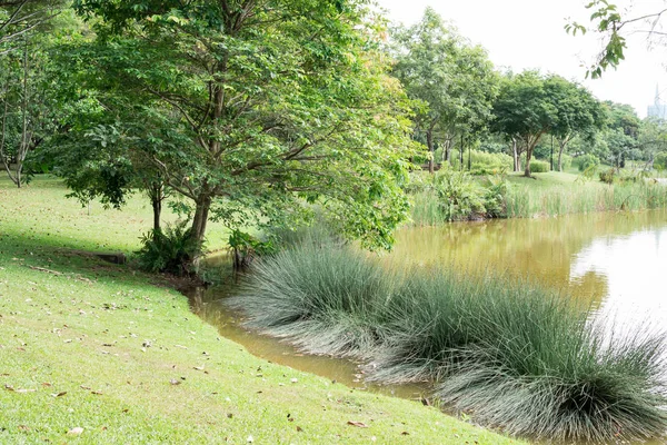 Marécage vert avec des arbres et des herbes. Fond vert nature phot — Photo