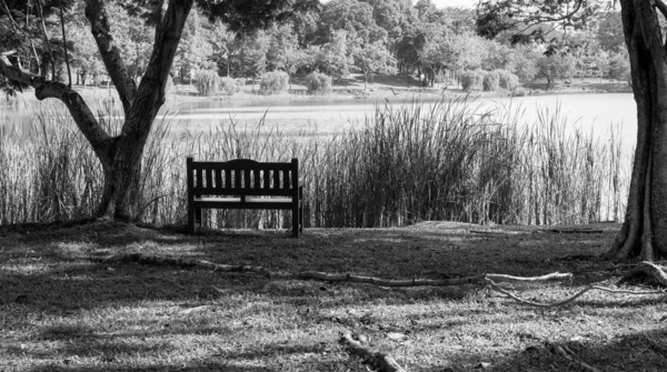 Bench chair isolated in a park with green nature and river. In b — Stock Photo, Image