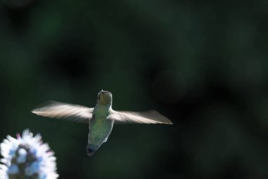 Medeira çiçeğinin gururu, uçarken ve nektarını yemeye çalışırken bulanık arkaplanlı, bulanık arkaplanlı, bulanık ve odaklanmamış sinekkuşuyla yakın çekim yapar. Küçük kuş panjurunun makro görüntüsü