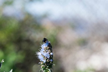Medeira çiçeğinin gururu. Bulanık yaban arısı uçuyor ve nektarını yiyor.