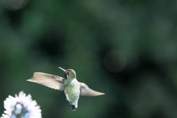 마데이라의 스러운 날아다니면서 화밀을 먹으려고 흐릿하게 초점을 맞추지 벌새의 배경으로 — 스톡 사진