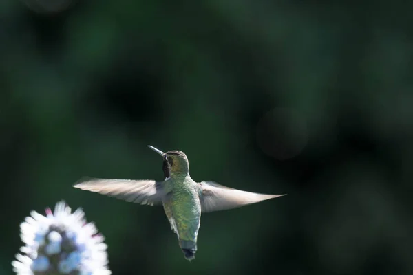 Pride Madeira Flower Close Shot Blurry Background Blurry Unfocused Hummingbird — Fotografia de Stock