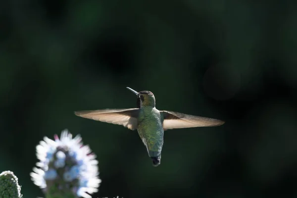 마데이라의 스러운 날아다니면서 화밀을 먹으려고 흐릿하게 초점을 맞추지 벌새의 배경으로 — 스톡 사진