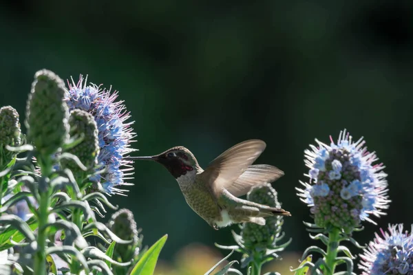 Duma Madeira Kwiat Zbliżenie Strzał Rozmytym Tle Zamazanym Nieostre Kolibra — Zdjęcie stockowe
