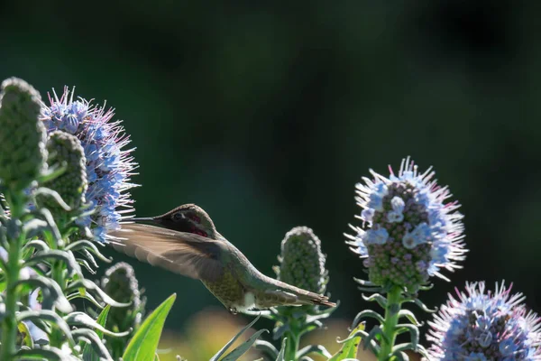 Trots Van Madeira Bloem Close Schot Met Wazige Achtergrond Met — Stockfoto