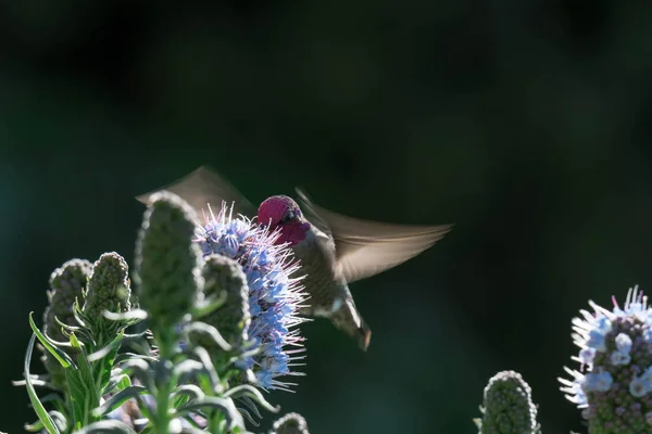 Büszkesége Madeira Virág Közeli Lövés Elmosódott Háttér Elmosódott Koncentrálatlan Kolibri — Stock Fotó