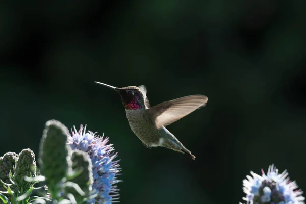 Pride of madeira flower close up shot with blurry background with blurry unfocused hummingbird while flying and trying to eat it\'s nectar. Macro image of small bird fast shutter