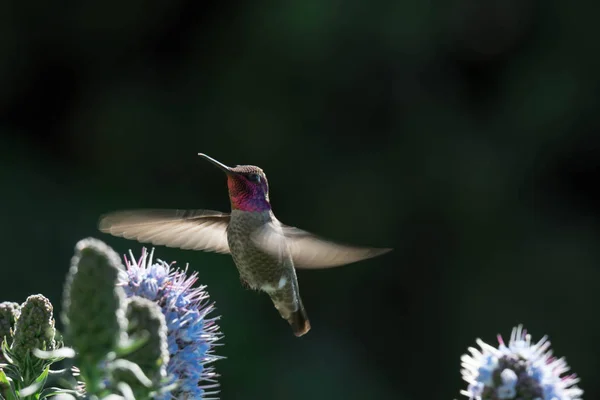 Pýcha Madeiry Květiny Zblízka Záběr Rozmazaným Pozadím Rozmazaným Rozostřený Kolibřík — Stock fotografie