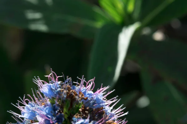 Pýcha Madeira Květ Zblízka Záběr Rozmazané Zelené Pozadí — Stock fotografie