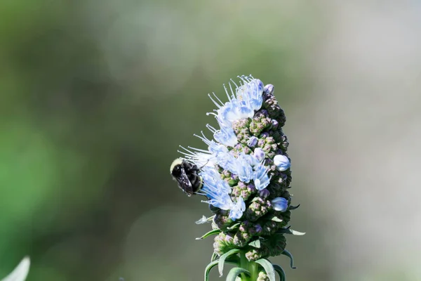 Trots Van Madeira Bloem Close Schot Met Wazige Hommel Vliegen — Stockfoto