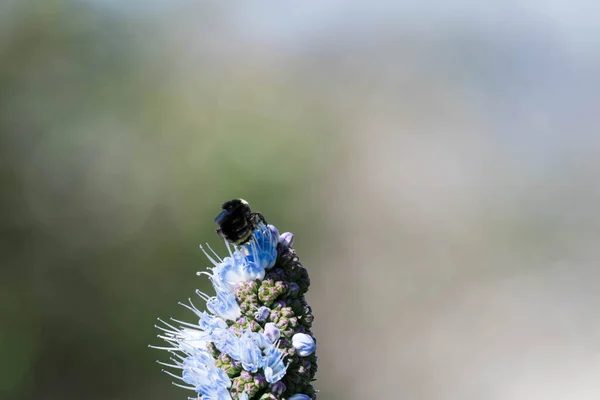 Pride Madeira Flower Close Shot Blurry Bumble Bee Flying Eating — Stock Photo, Image