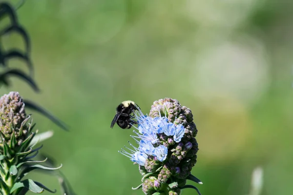 Pride Madeira Flower Close Shot Blurry Bumble Bee Flying Eating — Stock Photo, Image